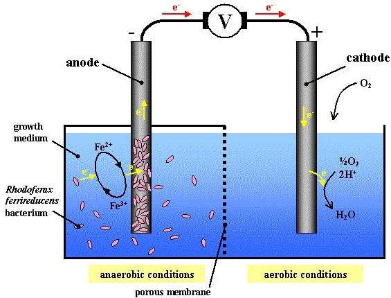 Microbial Fuel Cells Glucose as an example substrate : *C 6 H 12 O 6 +2H 2 O 4H 2 + 2CO 2 + 2C 2 H 4 O 2 Acetate as an example substrate: 6 Applications Wastewater treatment Hydrogen