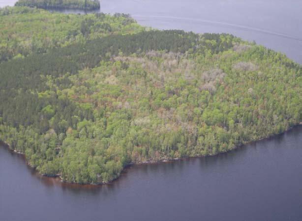 Figure 11. An example of an island in the Birch Project Area where fuel reduction is proposed. A4.