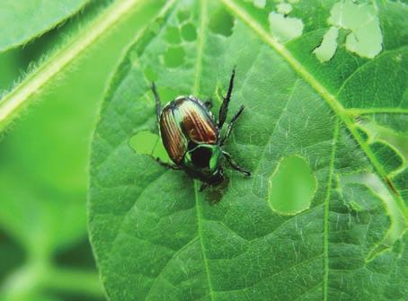 If a pest needs a specific food source, either crop debris or a weedy host, to complete its life cycle, tillage and cultivation are helpful.