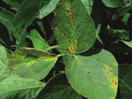 Diseases Disease biology 89 Figure 9.11. Frogeyespot of corn produces distinctive leaf lesions.