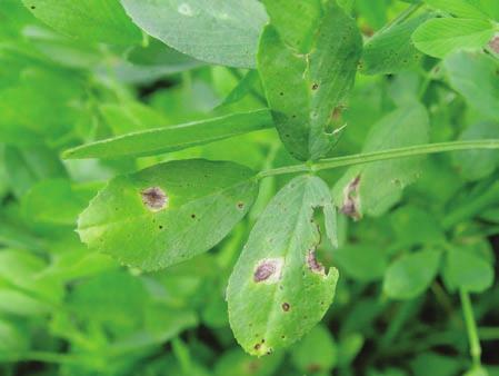 Plant diseases can be noninfectious, caused by nonliving factors (such as air pollution or herbicide damage), or infectious, caused by living (biotic) agents.