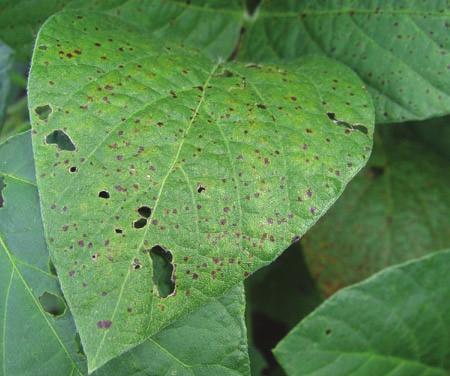 Diseases of field crops General diseases Figure 9.12. Soybean leaves infected with bacterial blight display chlorotic and necrotic lesions.