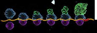 functioning protein Ataluren- Facilitated