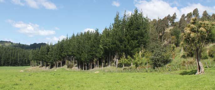 Trees on farms Growing trees for timber Trees on farms, whatever their primary purpose, have the potential to deliver multiple benefits throughout their rotation.