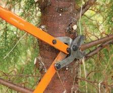 Timely pruning creates clear knot-free timber outside the pruned stubs.