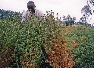 Artemisia crop,