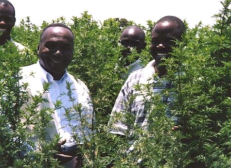 Mature Artemisia crop,