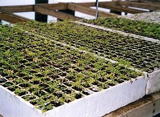 Hybrid seedlings in