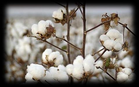 $ / pound Commodity Price Outlook: Cotton Historically strong; 2% higher in 2013. $1.00 $0.90 cotton 0.883 $0.