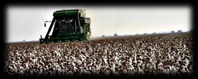 millions of acres U.S. Planted Acreage Lower cotton and rice acreage in 2013. 14 12 10 12.31 10.03 10.