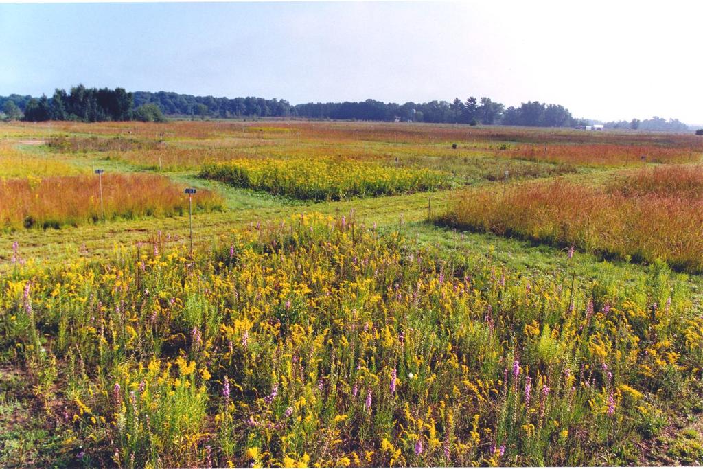 Low-input high-diversity grasslands may give higher yield than corn Tilman et al Science 2006 High diversity - normal diversity of prairie grassland Low input - no fertilizer, plowing, replanting,