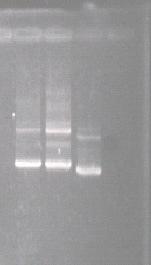 wildtype and G145R mutant S80-180 PCR using primers FB and RBB DNA encode 1. wildtype S80-180 2. DNA encode G145R S80-180 3. template of HBV 2320 4.