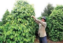 Peper Production area for peper increased rapidly, 2000 is 27,9 thousands ha, 2012 is 57,38 thousands ha and 2016 is arround 120.