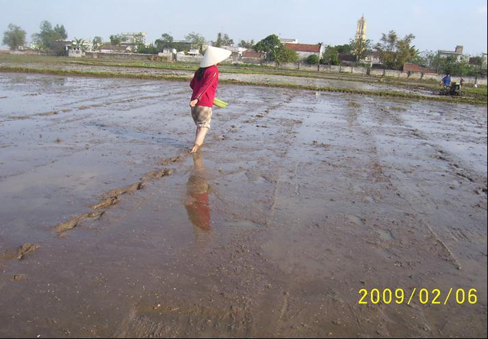 Rice production in Viet