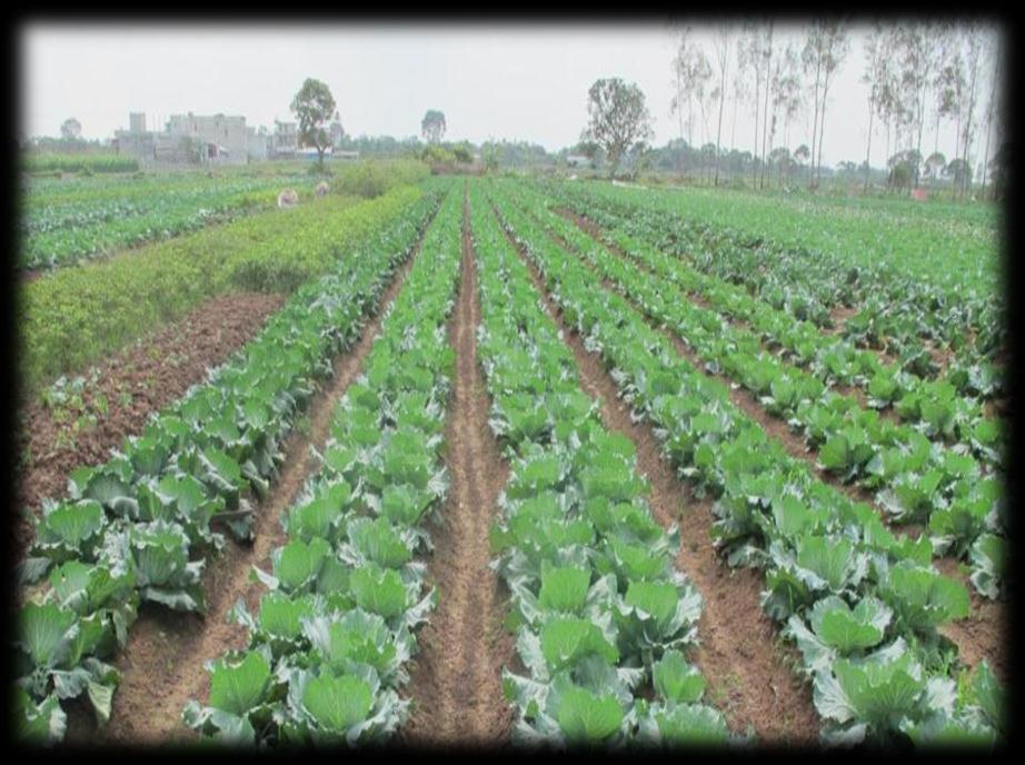: Biggest area for Vegetable Production in the country + Cuu Long river delta and HCMCity: An Giang, Soc Trang,