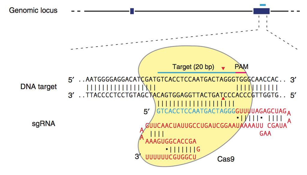 The Cas9 nuclease is targeted to genomic DNA by an sgrna