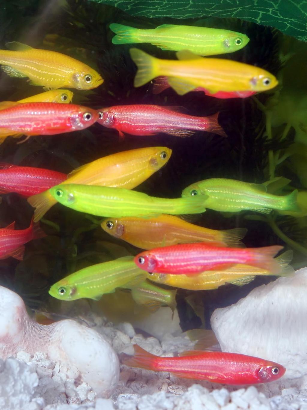 GloFish GloFish Only available in the USA