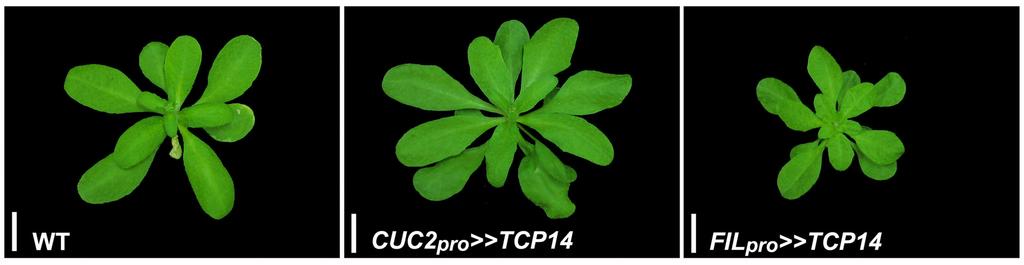 Supplemental Figure 2. Overexpression of TCP14 under the regulation of the CUC2 or FIL promoters only slightly affected plant development.