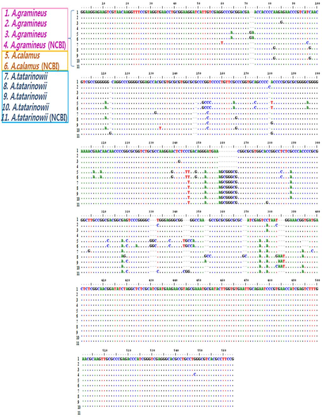 Figure 1. Partial ITS gene sequence alignment for Acorus gramineus, A. calamus, and A. tatarinowii compared with sequences from the NCBI database.