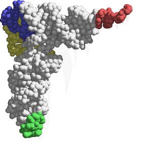 Aminoacyl-tRNA synthetases complexed with cognate trnas Transfer RNA (trna) is the 'adaptor' molecule that enables the Genetic Code contained in the nucleotide sequence of a messenger RNA (mrna)
