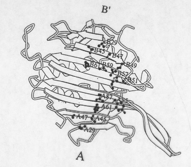 MS2 bacteriophage