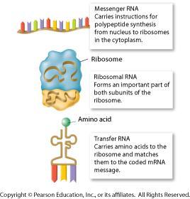 To make protein Types of RNA mrna: carries DNA s MESSAGE from nucleus rrna: