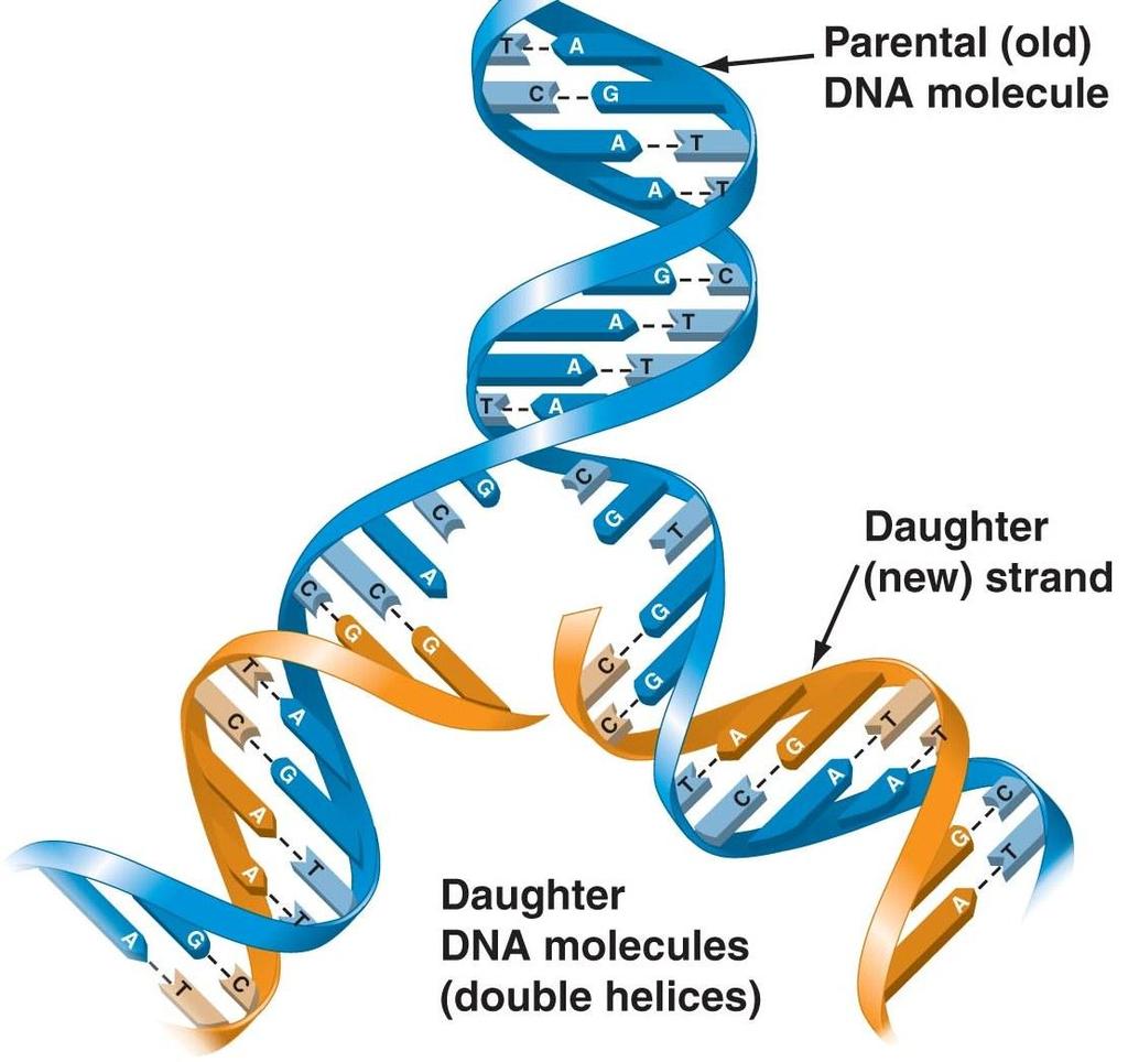 DNA Replication Parent DNA unwinds New nucleotides pair with parent nucleotides A T, C G Enzymes