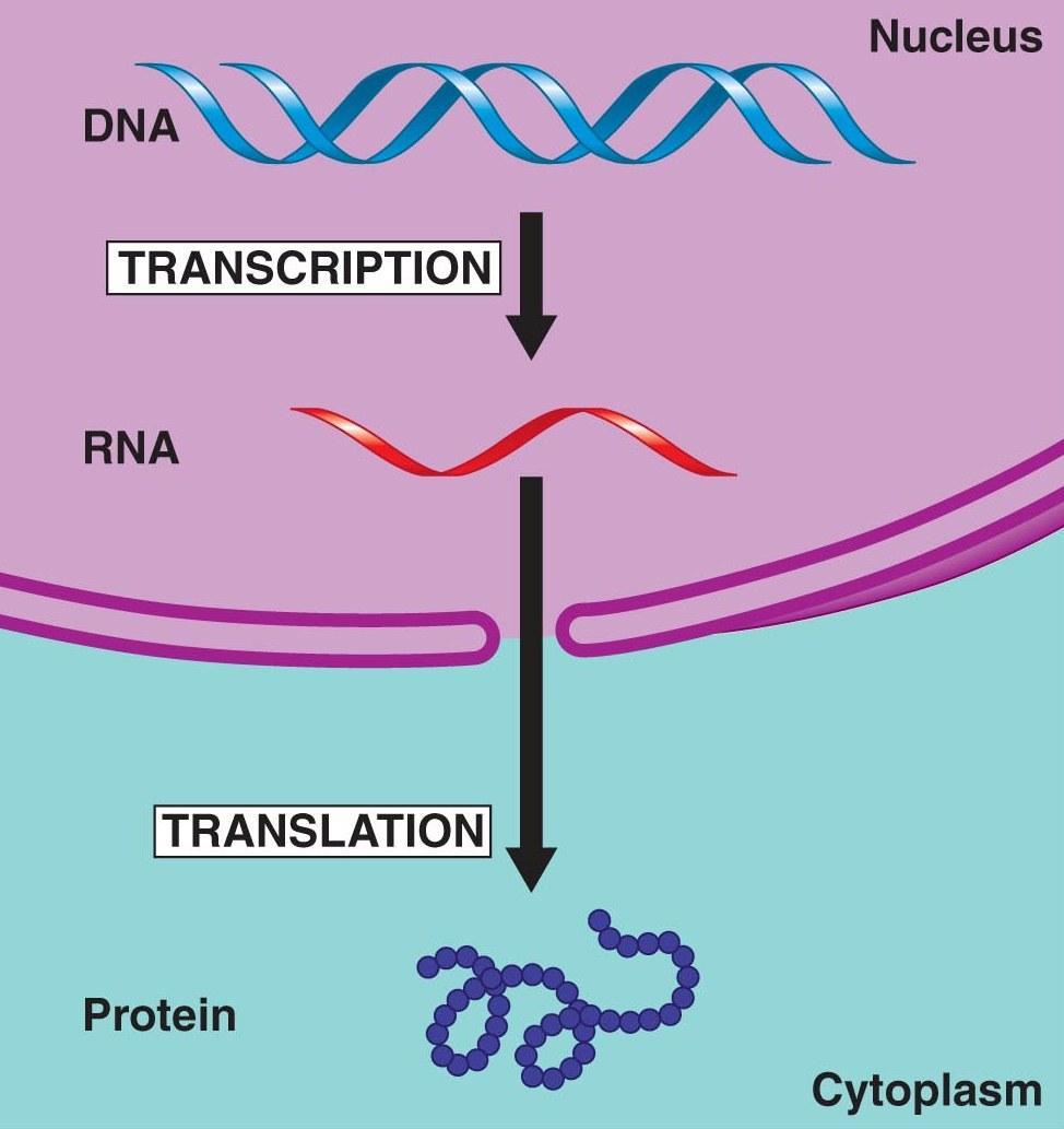 Cellular Factory DNA RNA Protein DNA is Chief Executive Officer CEO s office is nucleus RNA is email