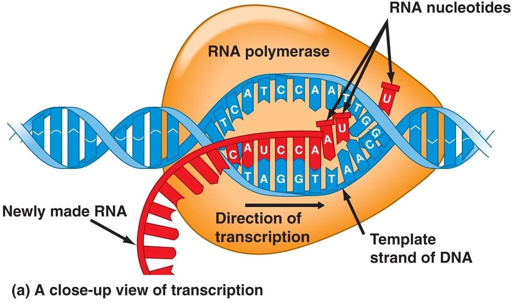 Transcription DNA RNA Gene = section of DNA coding for protein DNA opens, exposes gene side with code for protein