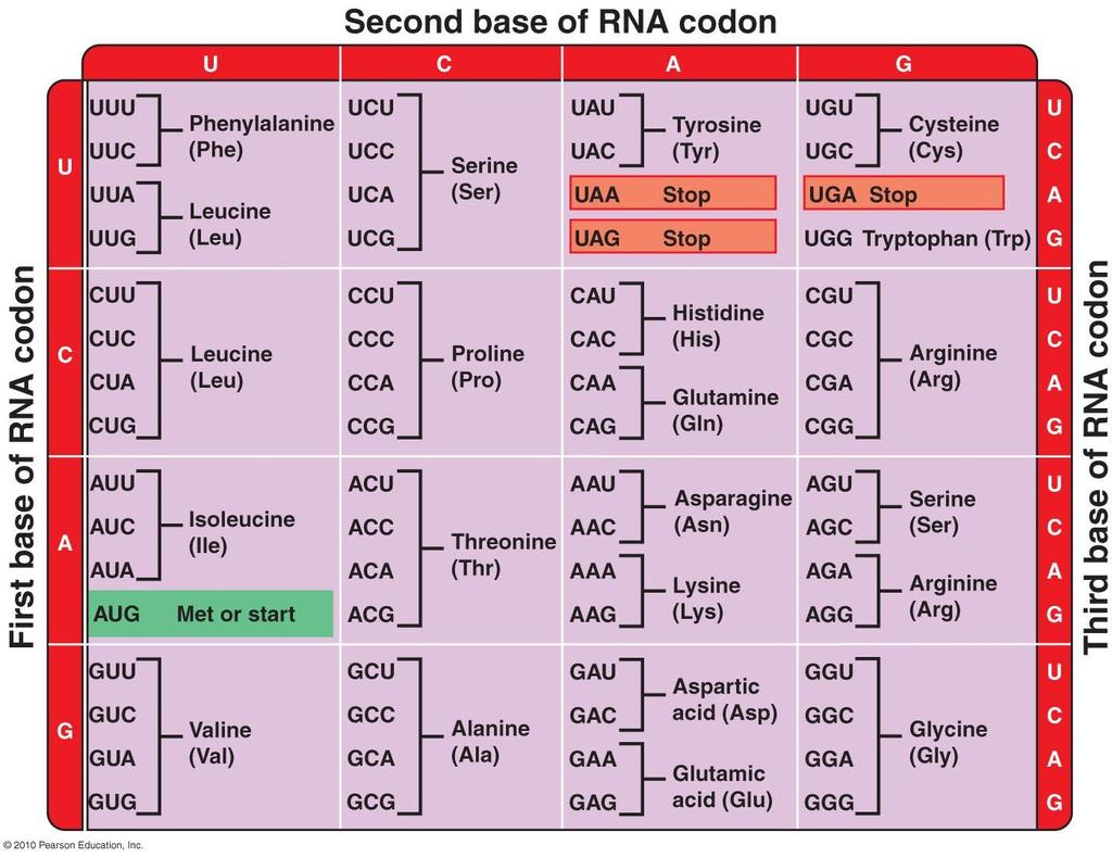 mrna Codons DNA