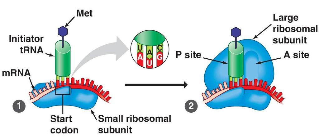 Translation RNA Protein Initiation mrna binds to small ribosome subunit trna binds to