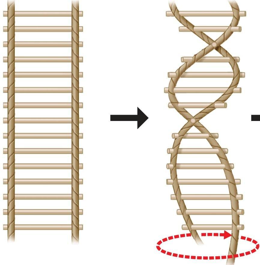 DNA Double-stranded molecule Bases pair to form cross links between strands