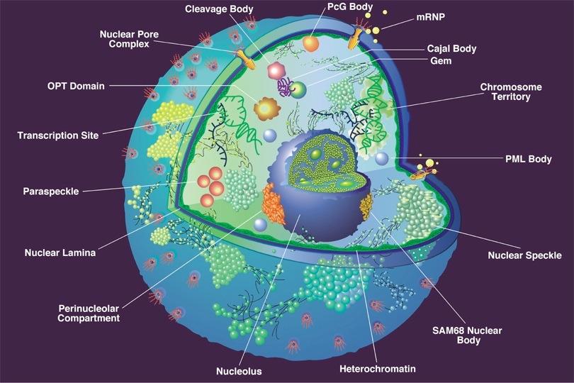 CELL The essential unit of life Trillions in each human