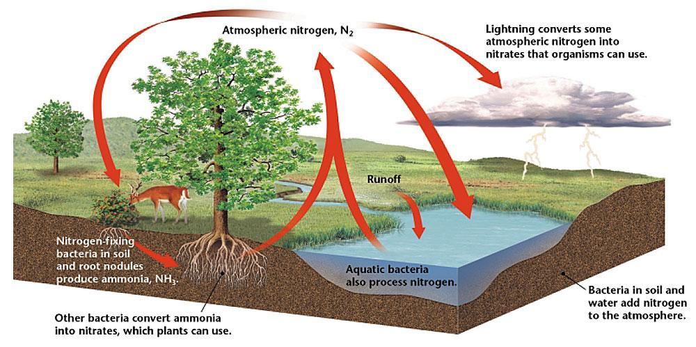 How Ecosystems Work Section 2 The Nitrogen