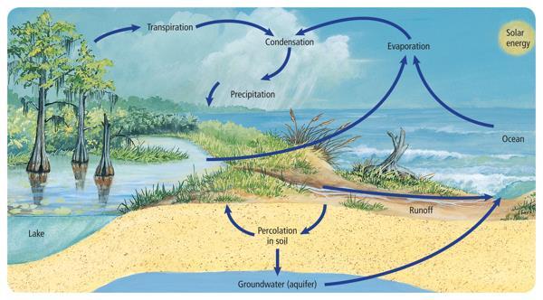 Figure 2 The water cycle is the natural process by which water is continuously cycled through the biosphere. Identify the largest reservoirs of water on Earth.