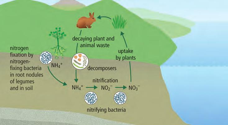 Nitrification and uptake Since not all plants live in association with nitrogen-fixing bacteria, they must obtain nitrogen in another form.