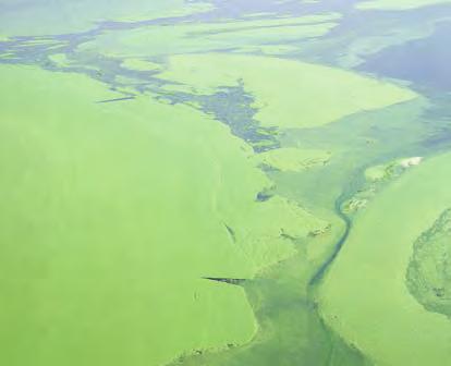 In a nitrogen-rich, or eutrophic, environment, algae grow very quickly. Excessive algae growth (Figure 2.