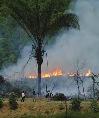 Human activities can also reduce phosphorus supplies. The clearing of forests by the slash-and-burn method (Figure 2.