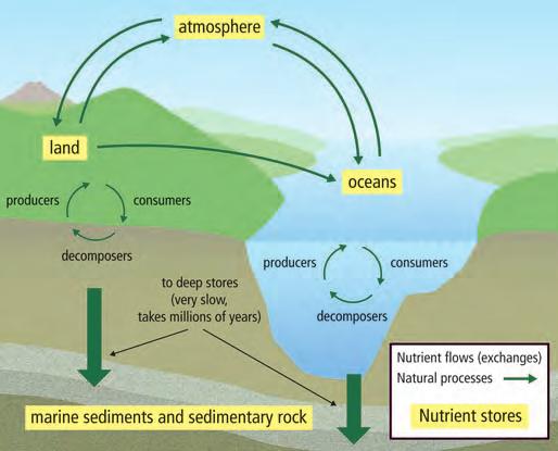 Checking Concepts 1. Use the following nutrient cycle diagram to answer questions (a) to (d). (a) Identify the abiotic components. (b) Identify the biotic components.