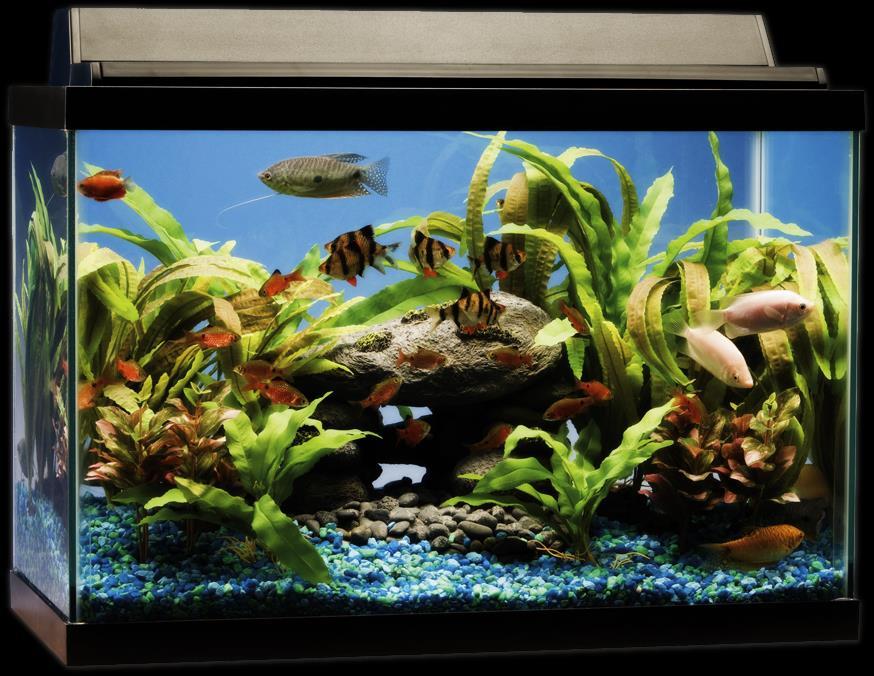 Ecology Probe: Answer the questions and turn it in! This is a standard aquarium with a population of fish.