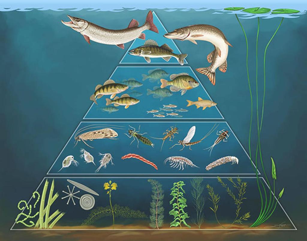 Biomass Pyramid Shows you the mass of living things in each trophic