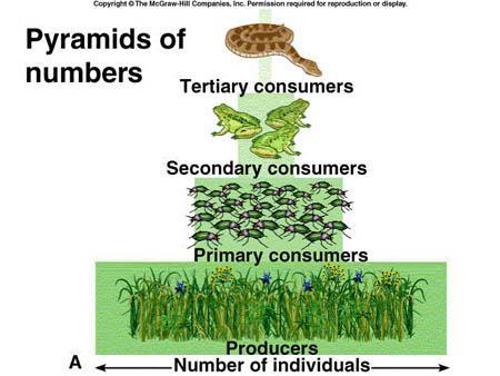 Pyramid of Numbers Shows you the number of organisms in each trophic