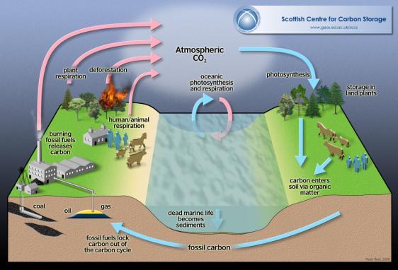microorganisms and by the combustion of fossil fuels.