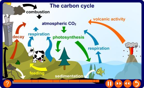 Variation in the rates of photosynthesis and respiration can give rise to short-term fluctuations in the atmospheric carbon dioxide levels. WHAT IS THE CARBON CYCLE?