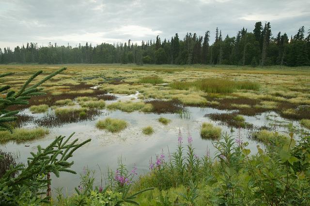Wetlands are areas of land that have become saturated with water. Wetlands cover 14% of Canada s area.