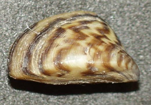 Small fresh water mollusks with distinct zig-zag markings on the shell.