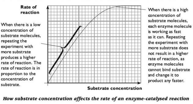 However, at high substrate concentrations, the concentration of enzyme may become a limiting factor, so the rate does not continue to