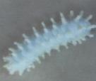 bauhiniae larva required 19-20 days only while Anaphe larva reguired 198-280 days as reported by [15]. Larva of E.