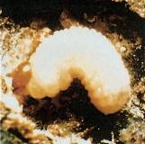 Figure 2. MOUNTAIN PINE BEETLE larva.