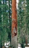 SPRUCE BEETLE attacked tree.